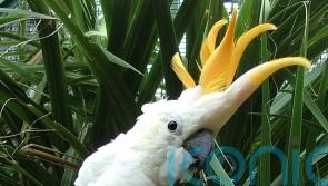 Feather in his cap as Dublin Zoo names parrot after World Cup qualifier hero