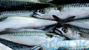 UK’s failure to back sustainable mackerel fishing condemned as ‘pitiful’