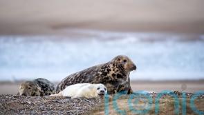 Solar-powered webcam set up to livestream England’s largest grey seal colony