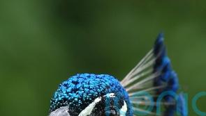 ‘Indefensible’ that housing charity spent funds on enclosure for two peacocks