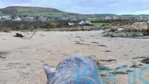 Arctic whale never recorded before in Ireland washes up on Donegal beach