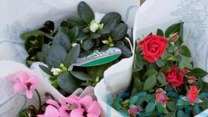 Why are my festive houseplants not flowering?