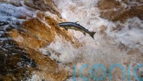 Campaigners raise concerns about funding to boost salmon and trout stocks