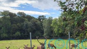 Anger over ‘callous killing’ of stag which was found beheaded