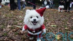 Deck the paws: Dozens of dogs don Christmas jumpers for parade