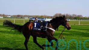 Henderson considering Flat run after Constitution Hill crashes out at Newcastle