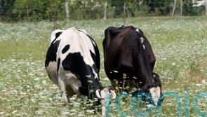 First suspected bluetongue outbreak in Northern Ireland under investigation