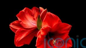 The showstopping alternative to the Christmas poinsettia