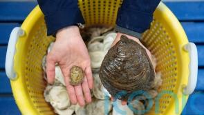 European flat oysters &lsquo;thriving&rsquo; in Firth of Forth