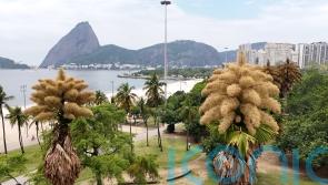 Decades-old palm trees in Rio de Janeiro flower for the first &ndash; and only &ndash; time