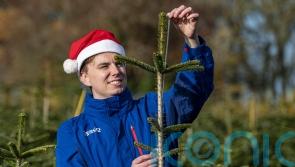 Tesco to give away hundreds of &lsquo;wonky&rsquo; Christmas trees