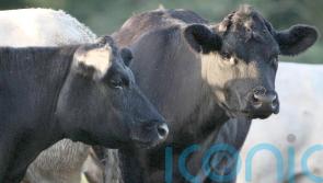 Widespread culling ‘not the response’ to bluetongue in Northern Ireland – Muir