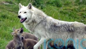 Young ‘cautious’ over potential reintroduction of wolves and lynx in the wild
