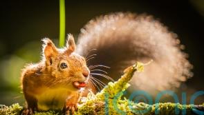 Red squirrel range increases 25% in Highlands following reintroduction project