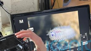 Seafloor animals down by 37% in deep-sea mining zone, landmark study finds