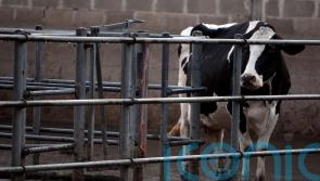 Further bluetongue cases confirmed in Co Down herd