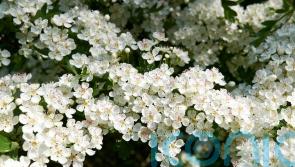 How to make your urban plot feel like the countryside