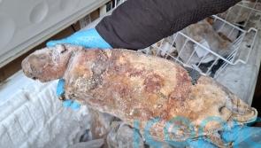 Frozen pangolin among illegal bushmeat seized in capital