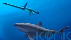 Monstrous shark ruled ancient Australian seas before megalodon, researchers say