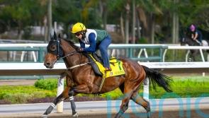 Low draw not expected to hamper formidable Ka Ying Rising