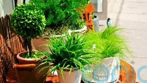 Houseplants set to make an outdoor appearance in 2026, predicts RHS
