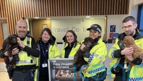 Minister urges &lsquo;paws&rsquo; for thought before purchasing a pet for Christmas