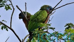 On the trail of St Lucia&rsquo;s &lsquo;small six&rsquo; rare and endangered species