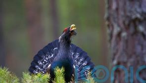 Nature reserve announces expansion which could help capercaillie