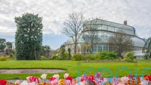 &lsquo;It&rsquo;s like Noah&rsquo;s Ark&rsquo;: One man is banking every native seed in Ireland