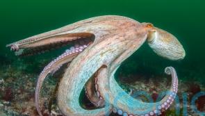 UK seas in 2025: &lsquo;Incredible&rsquo; octopuses, pollution and some puffin good news