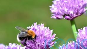 Make your gardening New Year&rsquo;s resolution a sustainable one