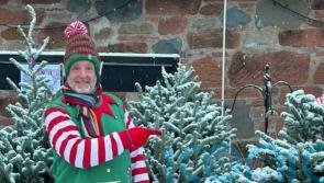 Renting Christmas tree growing more popular to cut waste, says business