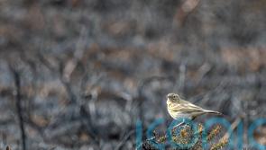 Wildlife hit hard by drought, fires and heat as extremes become &lsquo;new normal&rsquo;