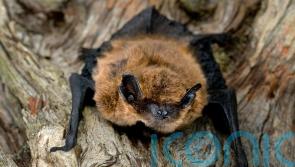 How to attract bats into your garden