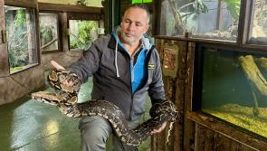 Kilkenny reptile expert warns over &lsquo;surprising&rsquo; lack of regulation on exotic pets
