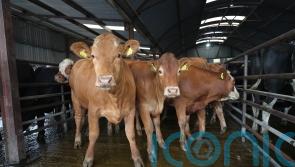 Illegal movement of cattle across Irish border led to 2004 probe, files show