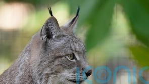 Public invited to have their say on reintroduction of lynx to Highlands