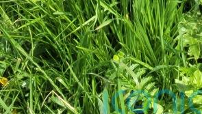 Seven &lsquo;remarkable&rsquo; species found at conservation charity sites