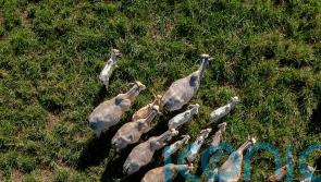 Farmers say hormone found in Brazilian beef should be &lsquo;red line&rsquo; on trade deal