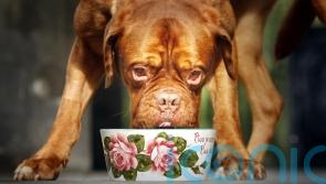 Scientists calculate true carbon footprint of premium dog foods