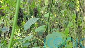 Rare twins born to mountain gorilla family in Virunga National Park