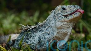 Psychedelic spiders, wild tulips and funky fish: species to watch in 2026