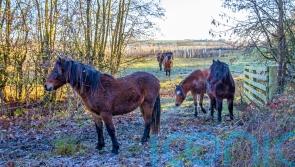 Dartmoor ponies helping to restore landscape at National Trust estate