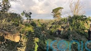 More than 80 trees brought down by Storm Goretti on tidal island