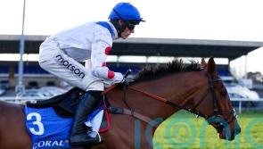 Kalif Du Berlais suffers fatal injury at Kempton