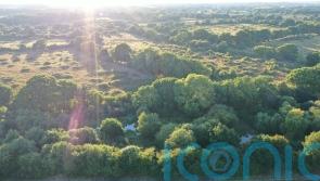 Bird, butterfly and dragonfly numbers soar at flagship rewilding project