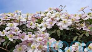 A beginner&rsquo;s guide to pruning clematis