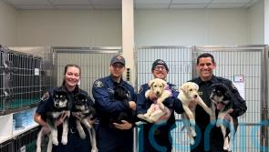 Six puppies up for adoption after surviving suspected drug overdose in US