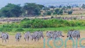 Booking a safari this year? How to make sure it&rsquo;s ethical