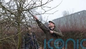 Prince of Wales branches out into tree-pruning on visit to family farm
